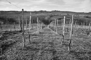 Corso Potatura | Prezzo Az. Agr. Barbara Avellino | Rovescala